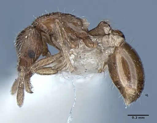 Strumigenys anderseni specimen ANIC32-002097 image anic32-002097_4