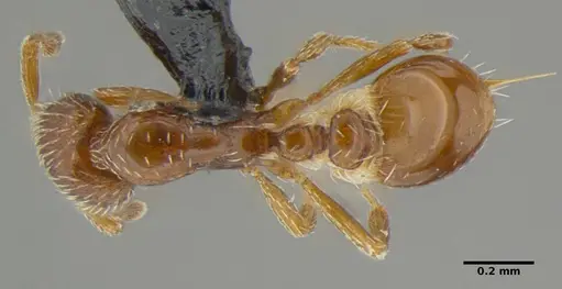 Strumigenys anderseni specimen ANTWEB1032151 image antweb1032151_1