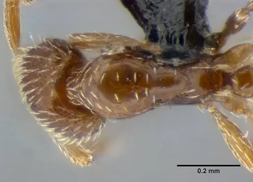 Strumigenys anderseni specimen ANTWEB1032151 image antweb1032151_2