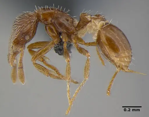 Strumigenys anderseni specimen ANTWEB1032151 image antweb1032151_5