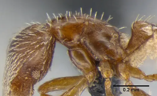 Strumigenys anderseni specimen ANTWEB1032151 image antweb1032151_6