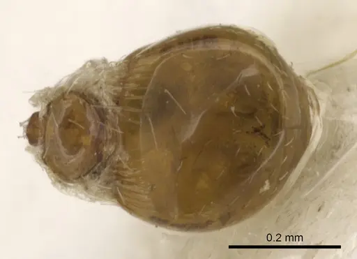 Strumigenys anderseni specimen CASENT0900161 image casent0900161_2