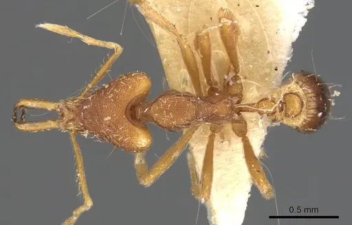 Strumigenys anetes specimen CASENT0900912 image casent0900912_1