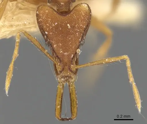 Strumigenys anetes specimen CASENT0900912 image casent0900912_2