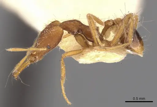 Strumigenys anetes specimen CASENT0900912 image casent0900912_3