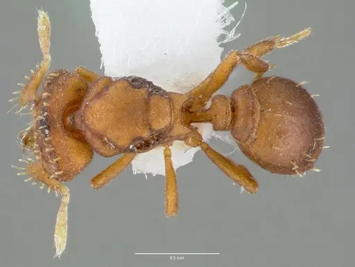 Strumigenys anorbicula specimen CASENT0005648 image casent0005648_1