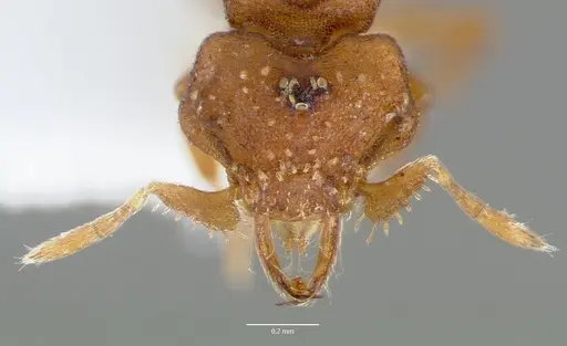 Strumigenys anorbicula specimen CASENT0005648 image casent0005648_2