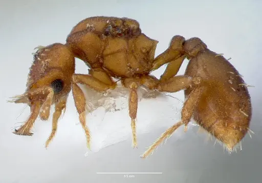 Strumigenys anorbicula specimen CASENT0005648 image casent0005648_3