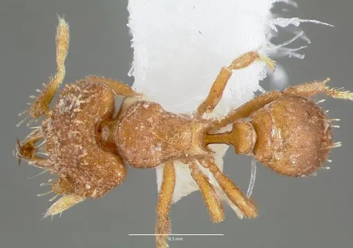 Strumigenys anorbicula specimen CASENT0005649 image casent0005649_1