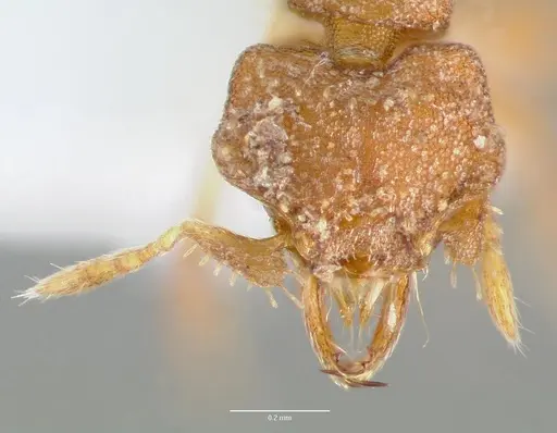 Strumigenys anorbicula specimen CASENT0005649 image casent0005649_2