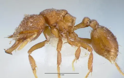 Strumigenys anorbicula specimen CASENT0005649 image casent0005649_3