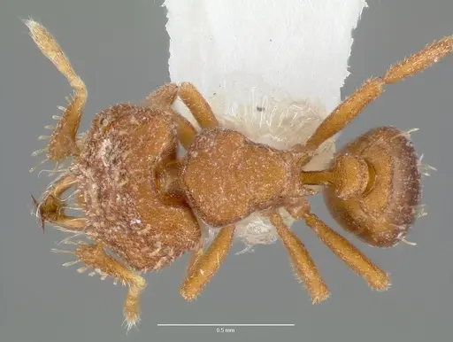 Strumigenys anorbicula specimen CASENT0005650 image casent0005650_1