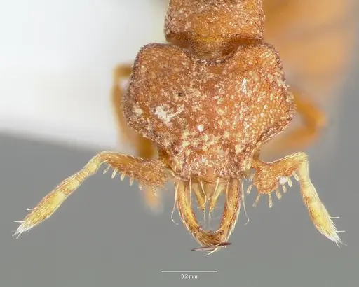 Strumigenys anorbicula specimen CASENT0005650 image casent0005650_2