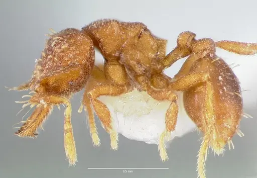 Strumigenys anorbicula specimen CASENT0005650 image casent0005650_3