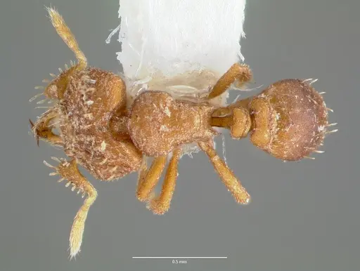 Strumigenys anorbicula specimen CASENT0005651 image casent0005651_1