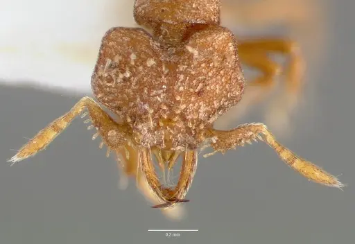 Strumigenys anorbicula specimen CASENT0005651 image casent0005651_2