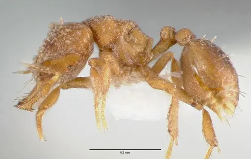 Strumigenys anorbicula specimen CASENT0005651 image casent0005651_3