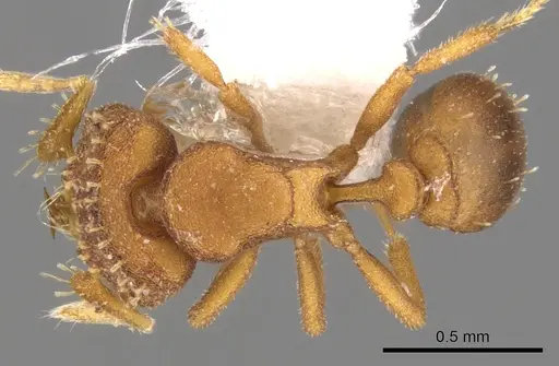Strumigenys anorbicula specimen CASENT0900045 image casent0900045_1