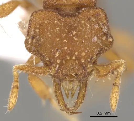 Strumigenys anorbicula specimen CASENT0900045 image casent0900045_2