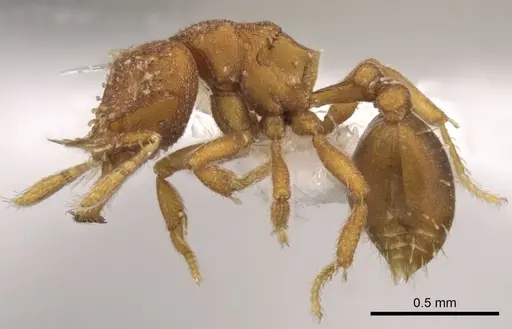 Strumigenys anorbicula specimen CASENT0900045 image casent0900045_3