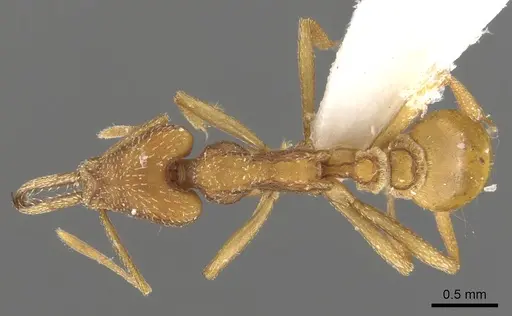 Strumigenys anthocera specimen CASENT0900436 image casent0900436_1