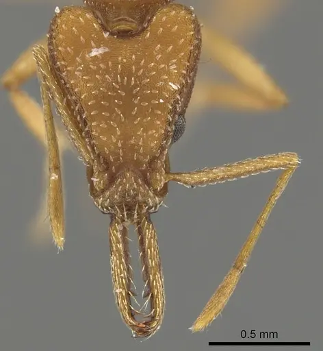 Strumigenys anthocera specimen CASENT0900436 image casent0900436_2