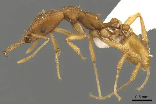 Strumigenys anthocera specimen CASENT0900436 image casent0900436_3