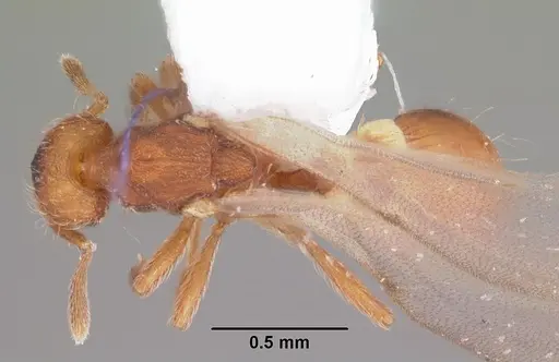 Strumigenys apalachicolensis specimen CASENT0103798 image casent0103798_1