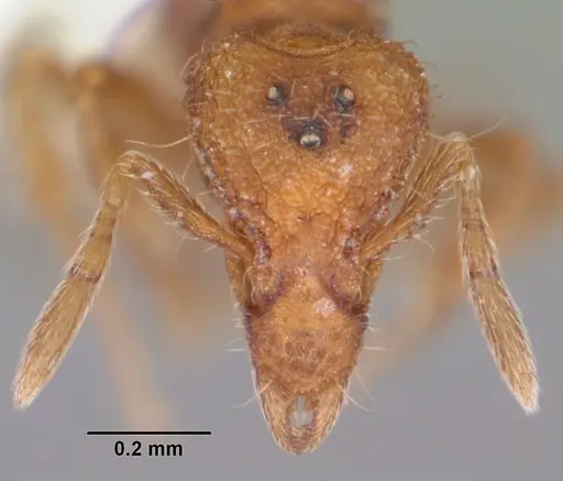 Strumigenys apalachicolensis specimen CASENT0103798 image casent0103798_2