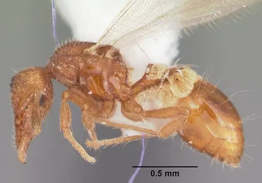 Strumigenys apalachicolensis specimen CASENT0103798 image casent0103798_3
