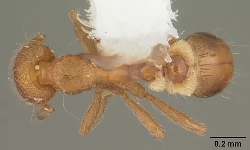 Strumigenys apalachicolensis specimen CASENT0103886 image casent0103886_1