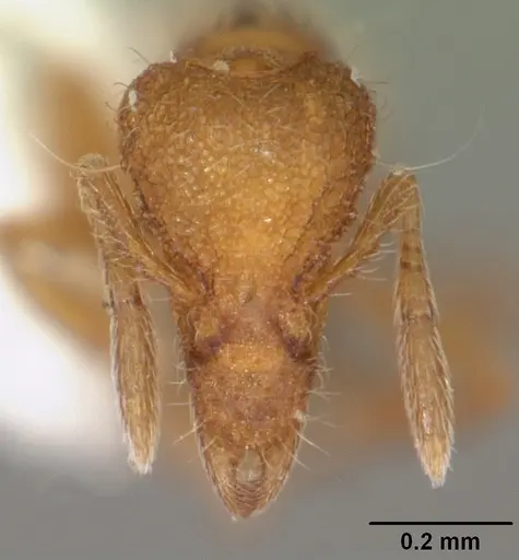 Strumigenys apalachicolensis specimen CASENT0103886 image casent0103886_2