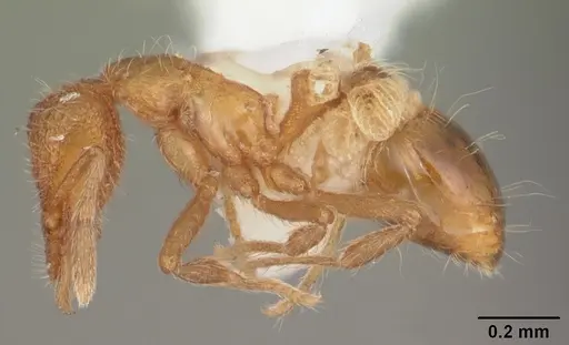 Strumigenys apalachicolensis specimen CASENT0103886 image casent0103886_3