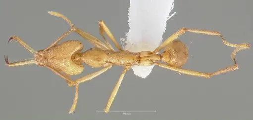 Strumigenys apios specimen CASENT0005487 image casent0005487_1