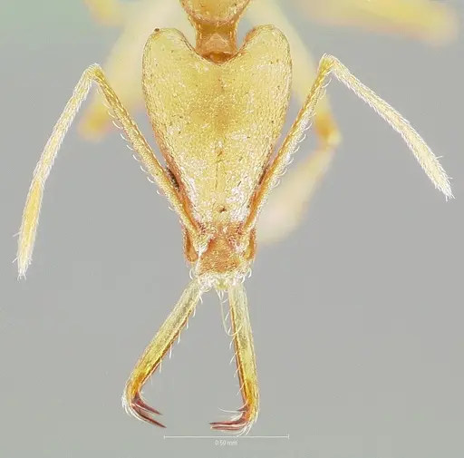 Strumigenys apios specimen CASENT0005487 image casent0005487_2