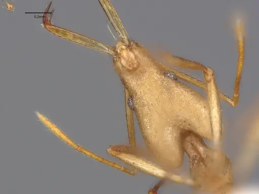 Strumigenys apios specimen CASENT0005487 image casent0005487_3