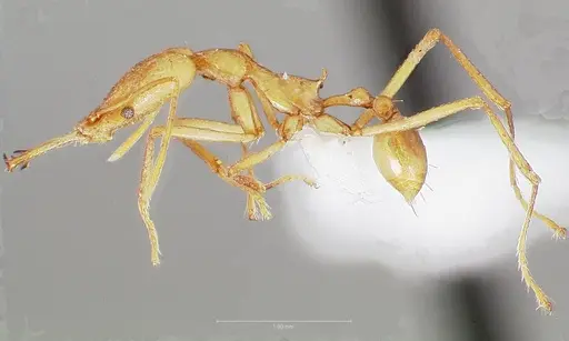 Strumigenys apios specimen CASENT0005487 image casent0005487_4