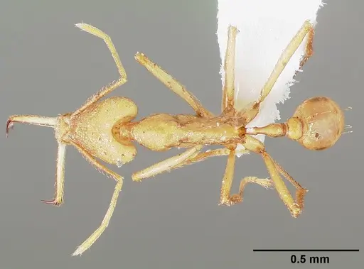 Strumigenys apios specimen CASENT0005488 image casent0005488_1