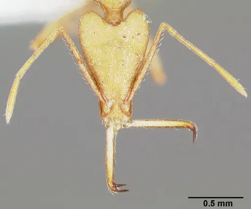 Strumigenys apios specimen CASENT0005488 image casent0005488_2
