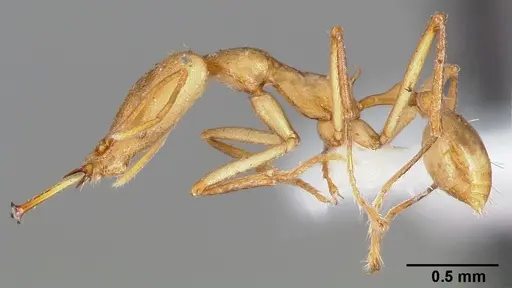 Strumigenys apios specimen CASENT0005488 image casent0005488_3