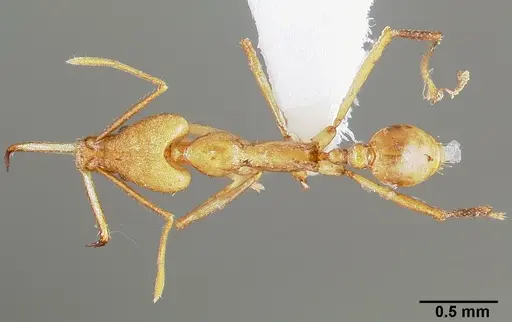 Strumigenys apios specimen CASENT0005489 image casent0005489_1
