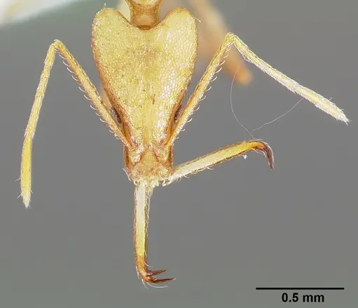 Strumigenys apios specimen CASENT0005489 image casent0005489_2