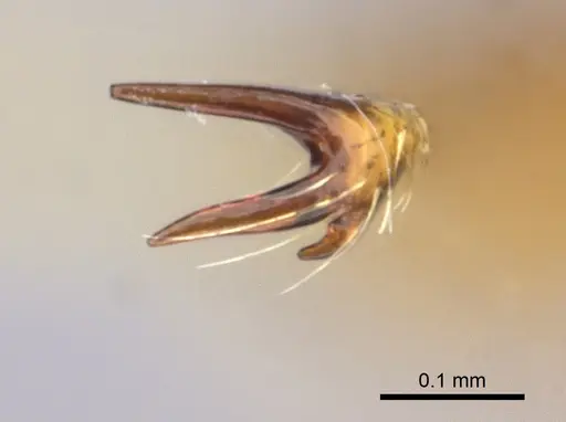 Strumigenys apios specimen CASENT0005489 image casent0005489_3