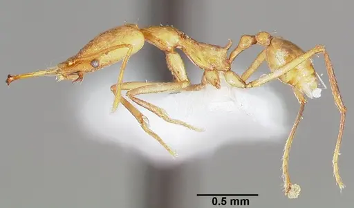 Strumigenys apios specimen CASENT0005489 image casent0005489_4