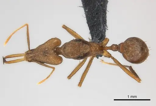 Strumigenys apios specimen CASENT0043647 image casent0043647_1