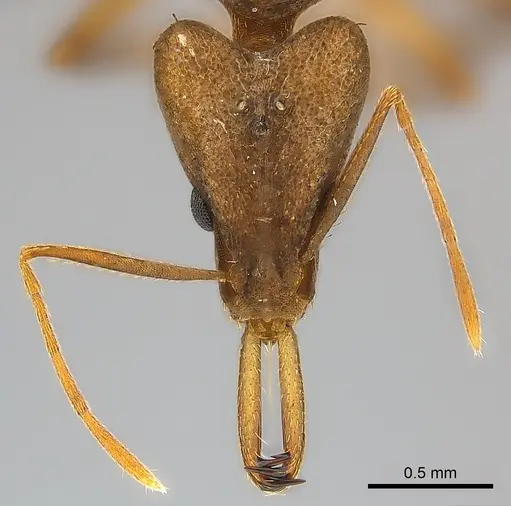 Strumigenys apios specimen CASENT0043647 image casent0043647_2