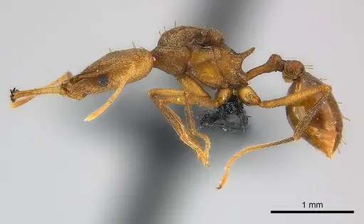 Strumigenys apios specimen CASENT0043647 image casent0043647_3