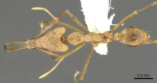 Strumigenys apios specimen CASENT0900640 image casent0900640_1