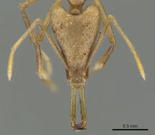 Strumigenys apios specimen CASENT0900640 image casent0900640_2