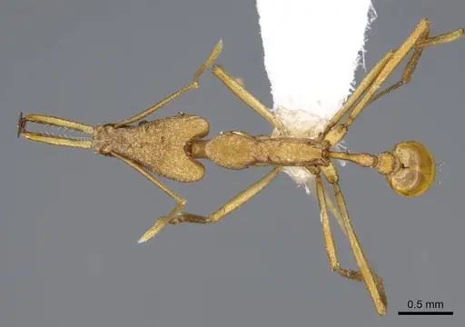 Strumigenys apios specimen CASENT0914761 image casent0914761_1